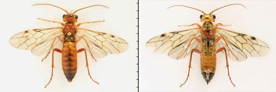 Tenthredopsis nassata (Linné, 1767)