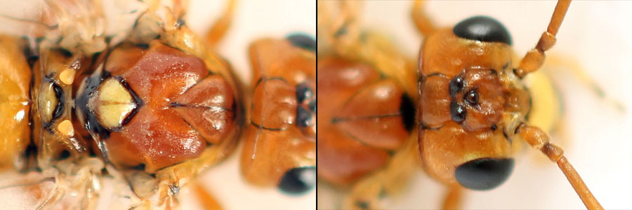 Tenthredopsis nassata (Linné, 1767)