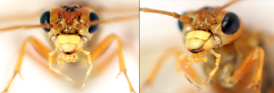 Tenthredopsis nassata (Linné, 1767)