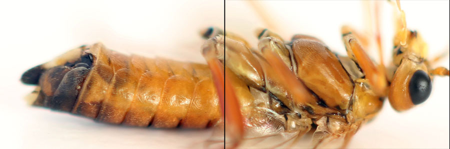 Tenthredopsis nassata (Linné, 1767)