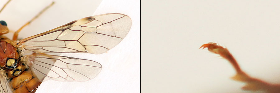 Tenthredopsis nassata (Linné, 1767)