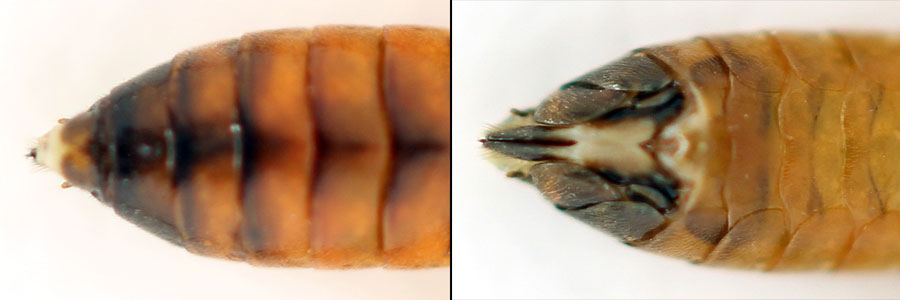 Tenthredopsis nassata (Linné, 1767)