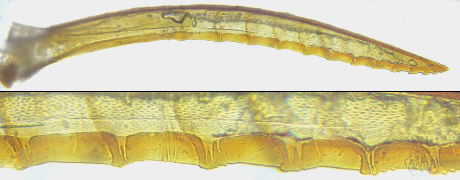 Tenthredopsis nassata (Linné, 1767)