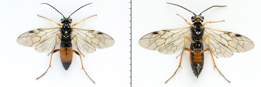 Tenthredopsis ornata (Serville, 1823)