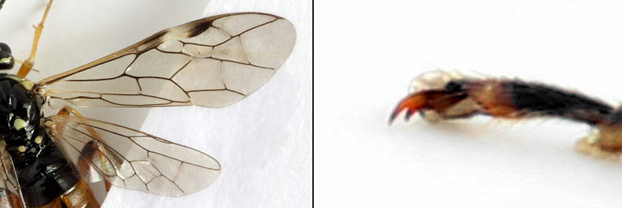 Tenthredopsis ornata (Serville, 1823)