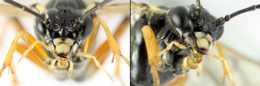 Tenthredopsis ornata (Serville, 1823)