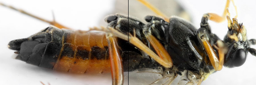 Tenthredopsis ornata (Serville, 1823)