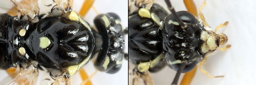 Tenthredopsis ornata (Serville, 1823)