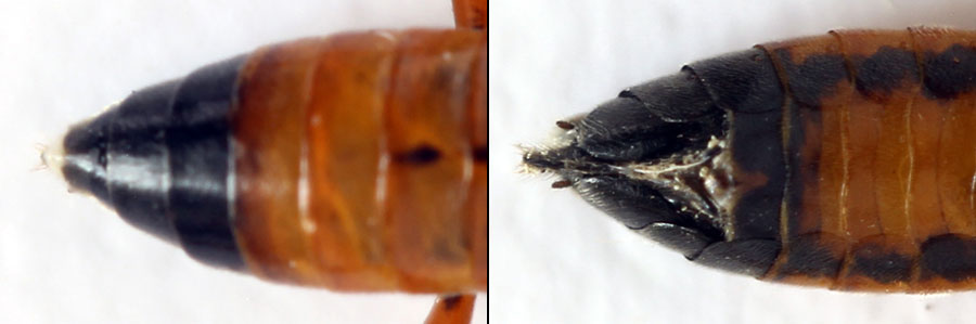 Tenthredopsis ornata (Serville, 1823)