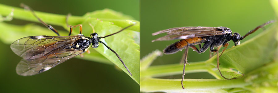 Tenthredopsis ornata (Serville, 1823)