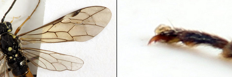 Tenthredopsis ornata (Serville, 1823)