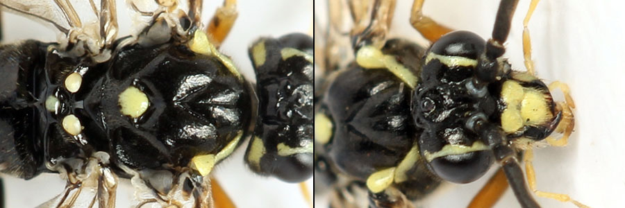 Tenthredopsis ornata (Serville, 1823)