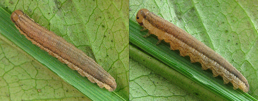 Tenthredopsis