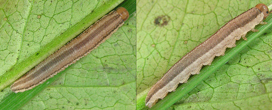 Tenthredopsis