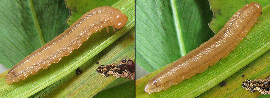 Tenthredopsis
