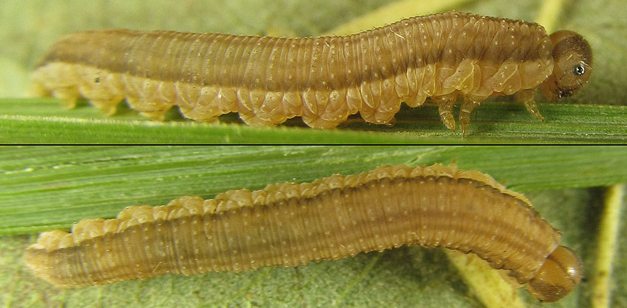 Tenthredopsis