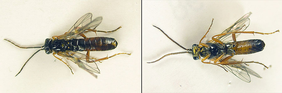 Tenthredopsis