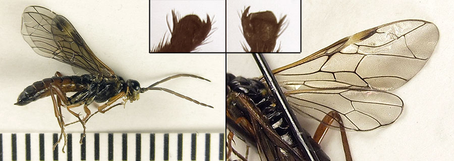 Tenthredopsis