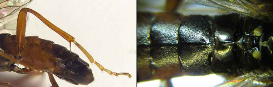 Tenthredopsis