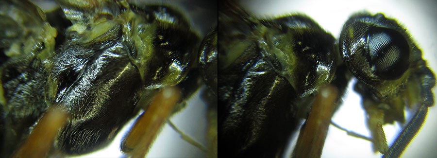 Tenthredopsis