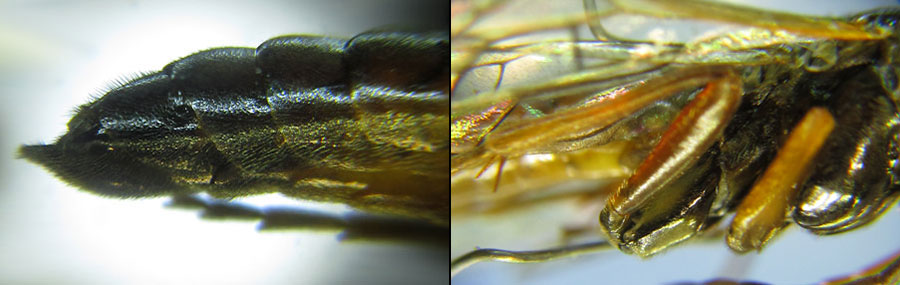 Tenthredopsis