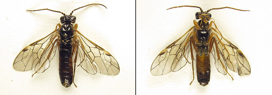 Tenthredopsis