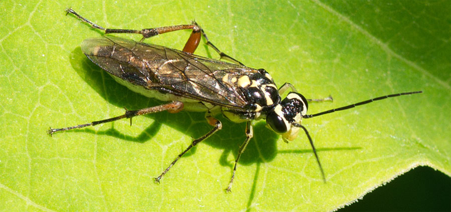 Pachyprotasis variegata (Fallen, 1808)